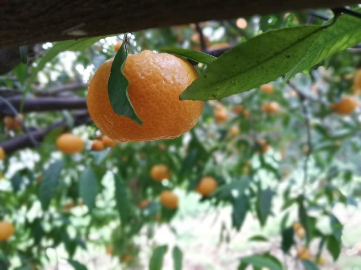 La Dimora Del Decano Βίλα Scicli Εξωτερικό φωτογραφία